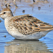 Pectoral Sandpiper